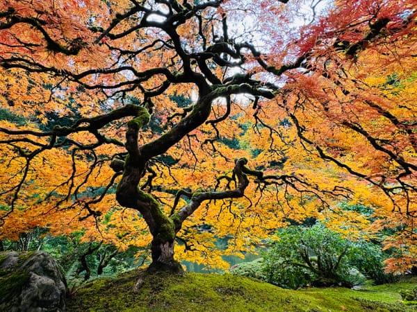 How to visit the Portland Japanese Gardens at peak Fall color