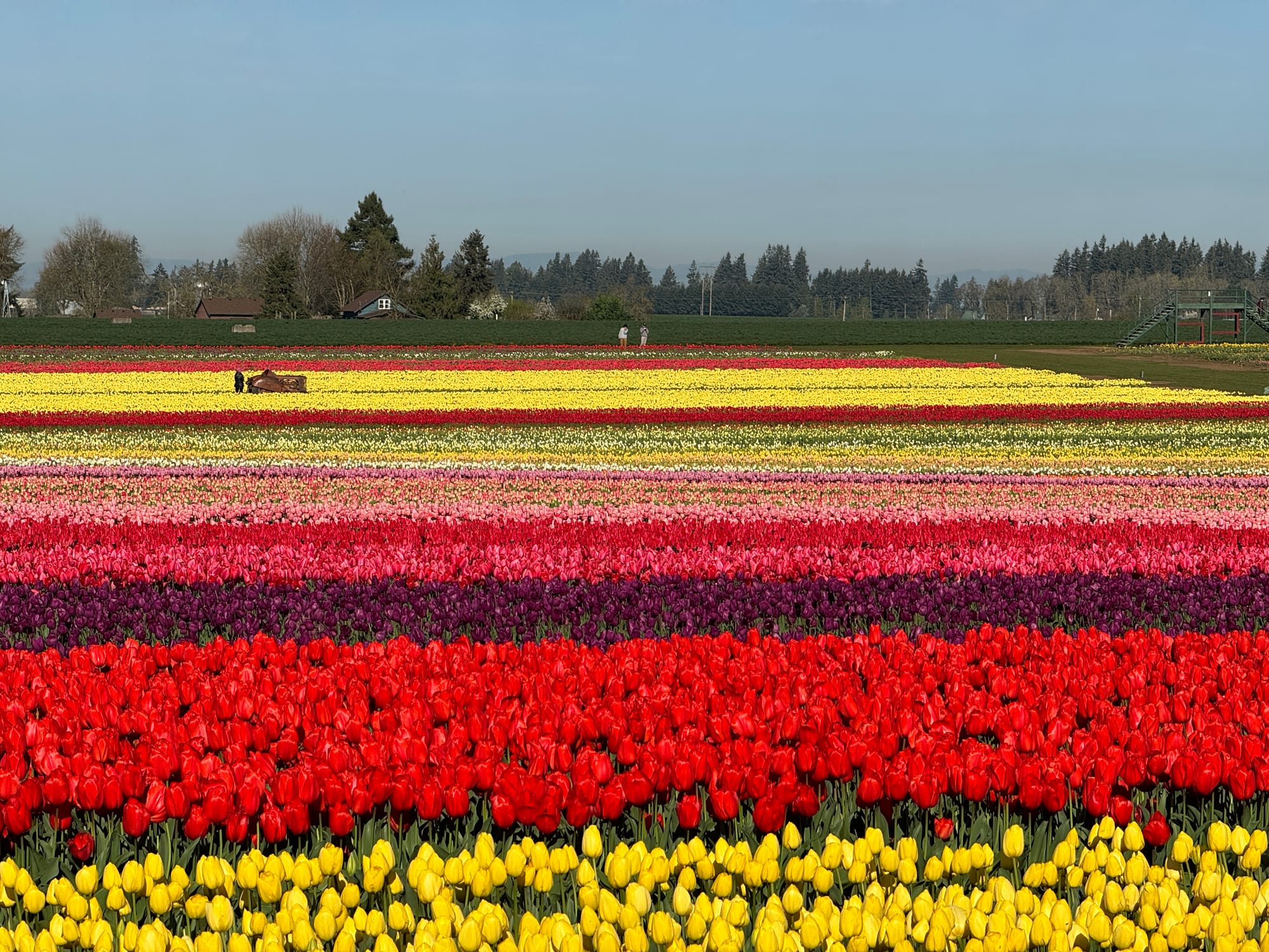 The annual visit to the Woodburn Tulip Farm