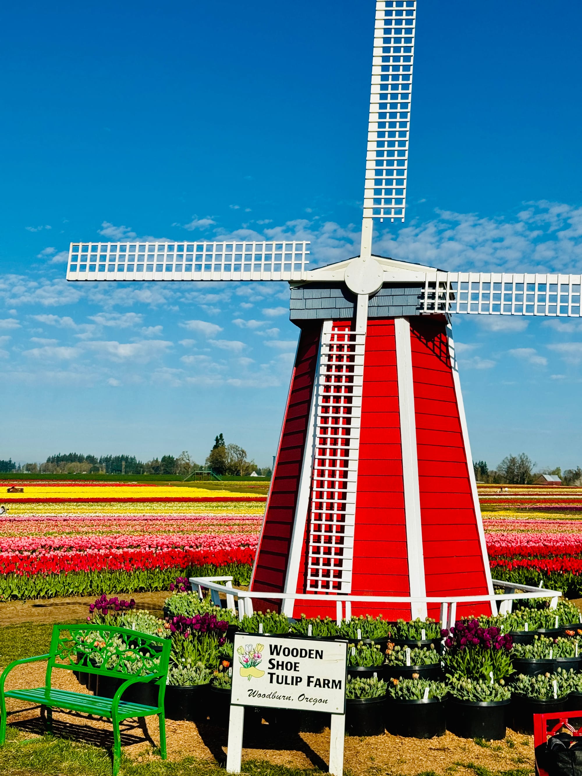 The annual visit to the Woodburn Tulip Farm