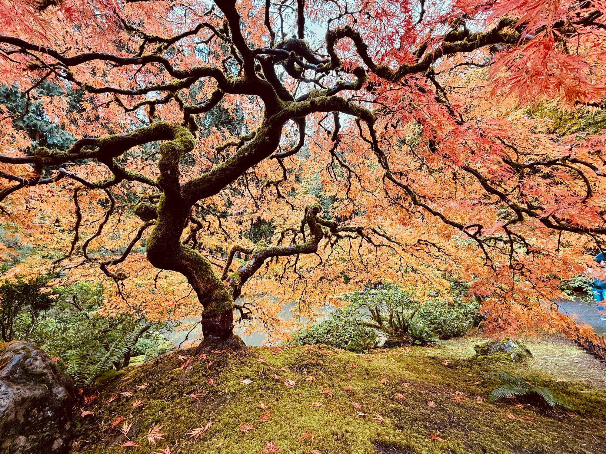 Portland Japanese Garden 2024 Fall color